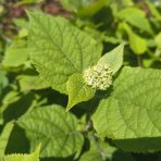 Hortenzia stromčekovitá (Hydrangea arborescens) 'FlowerWOW®' First Edition® - výška 30-40 cm, kont. C2L - OBROVSKÉ KVETY